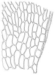 Cratoneuropsis relaxa, alar cells of stem leaf. Drawn from T.W.N. Beckett 471, CHR 621716, C.D. Meurk s.n., 27 Nov. 1970, CHR 481321, and T.W.N. Beckett 507, CHR 621717.
 Image: R.C. Wagstaff © Landcare Research 2014 